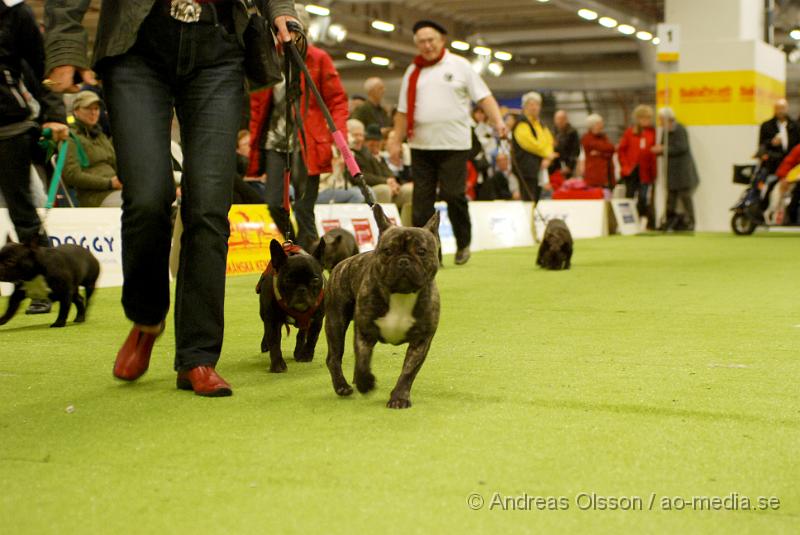 DSC_0127.JPG - Valputställning i Malmö - Fransk Bulldog