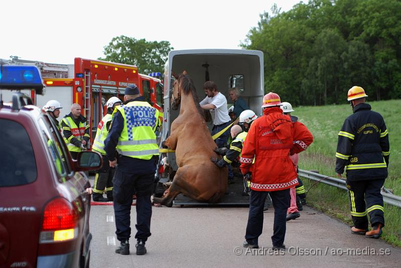 DSC_0033.JPG - Vid 18 tiden larmades Räddningstjänsten från Klippan och Åstorp till väg 13 där en personbil med hästsläp skulle ha vält, vid framkomst stod släpet upp men hästen i släpet låg ner på golvet och kunde inte resa sig. Så räddningstjänsten fick hugga in och hjälpa hästen upp på benen igen. När hästen väl kom upp såg den ut att må relativt bra. Oklart om den blivit skadad på något sätt. Ingen person kom till skada.