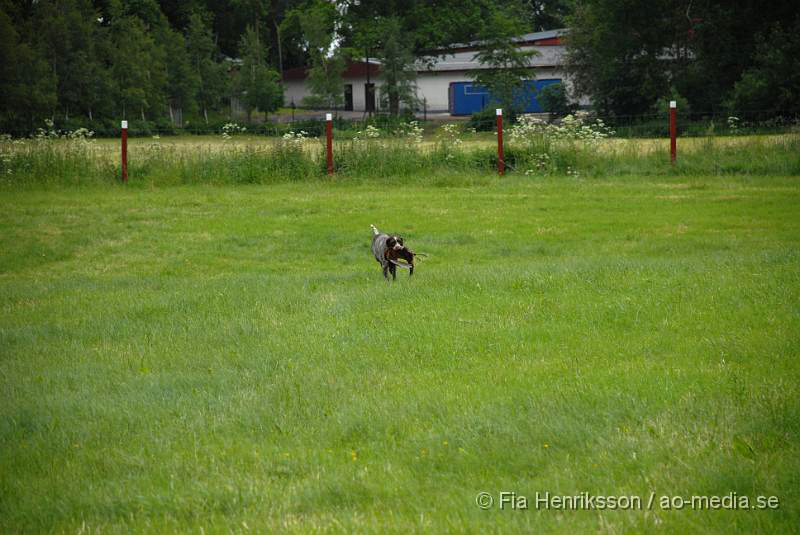 DSC_00012.JPG - 2010-06-20 Hundens dag på Axtorps Hundskola - Spårning