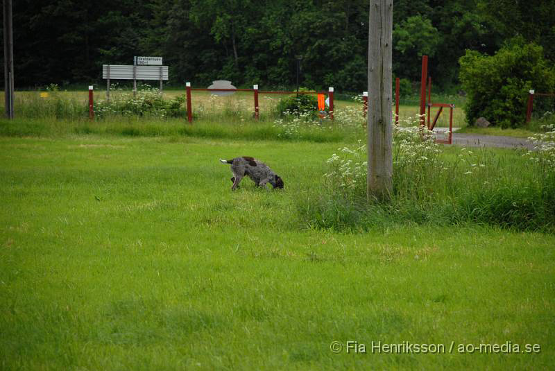 DSC_00015.JPG - 2010-06-20 Hundens dag på Axtorps Hundskola - Spårning