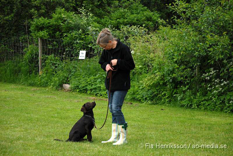 DSC_00025.JPG - 2010-06-20 Hundens dag på Axtorps Hundskola - Labrador