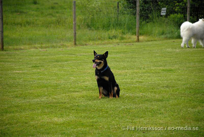 DSC_00028.JPG - 2010-06-20 Hundens dag på Axtorps Hundskola - Working Kelpie