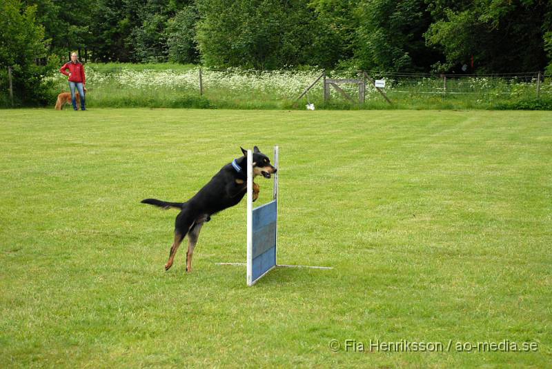 DSC_00039.JPG - 2010-06-20 Hundens dag på Axtorps Hundskola - Working Kelpie