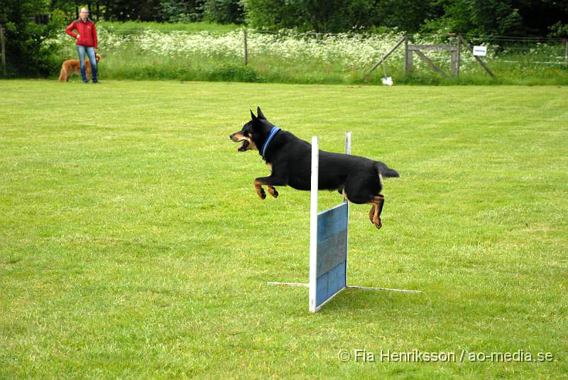 DSC_00043.JPG - 2010-06-20 Hundens dag på Axtorps Hundskola - Working Kelpie