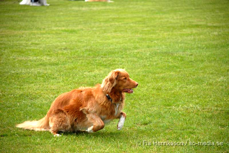 DSC_00045.JPG - 2010-06-20 Hundens dag på Axtorps Hundskola - Nova Scotia Duck Tolling Retriever.