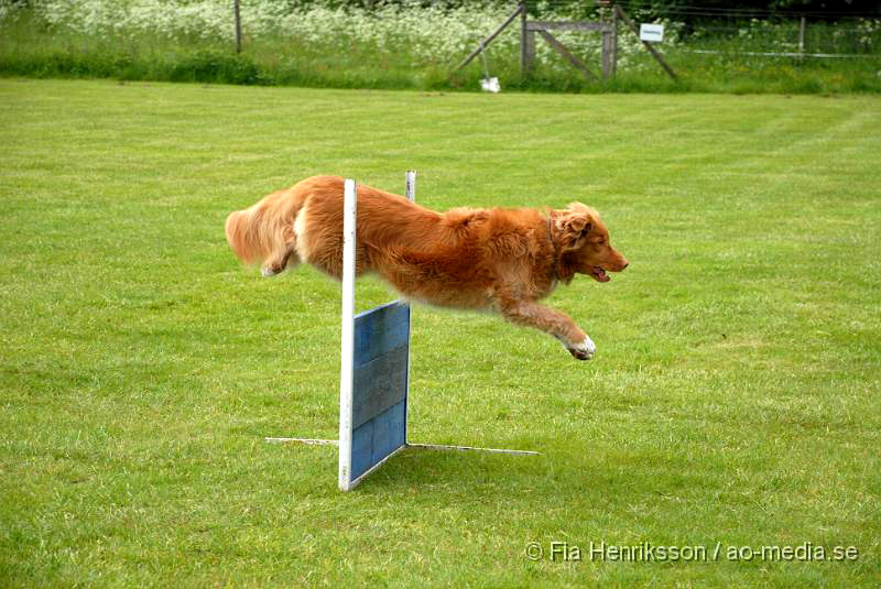 DSC_00046.JPG - 2010-06-20 Hundens dag på Axtorps Hundskola -  Nova Scotia Duck Tolling Retriever.