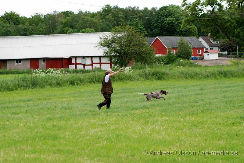 DSC_0042.JPG - 2010-06-20 Hundens dag på Axtorps Hundskola - Spårning