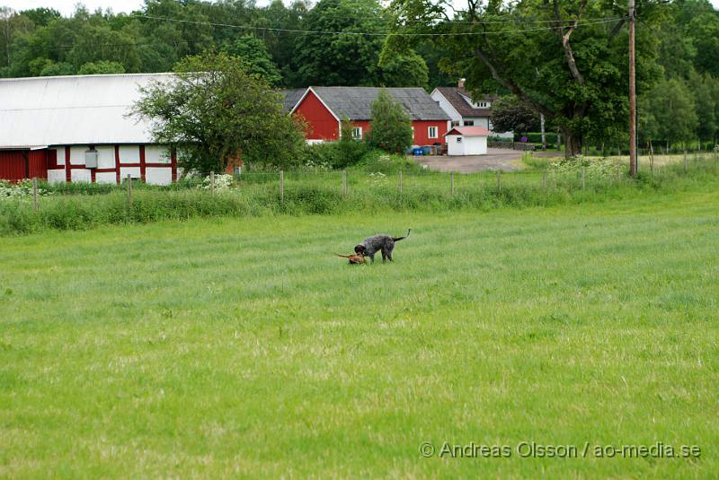 DSC_0044.JPG - 2010-06-20 Hundens dag på Axtorps Hundskola - Spårning