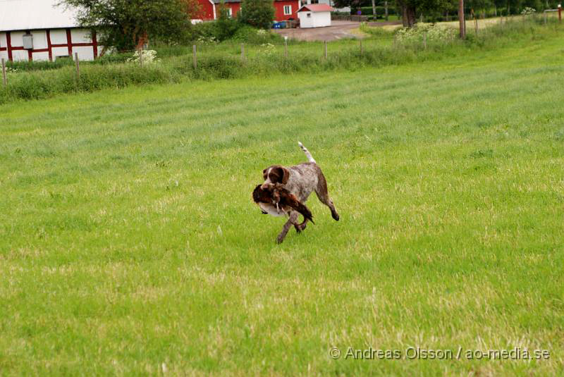 DSC_0054.JPG - 2010-06-20 Hundens dag på Axtorps Hundskola - Spårning