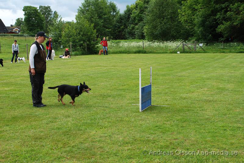 DSC_0097.JPG - 2010-06-20 Hundens dag på Axtorps Hundskola - Working Kelpie