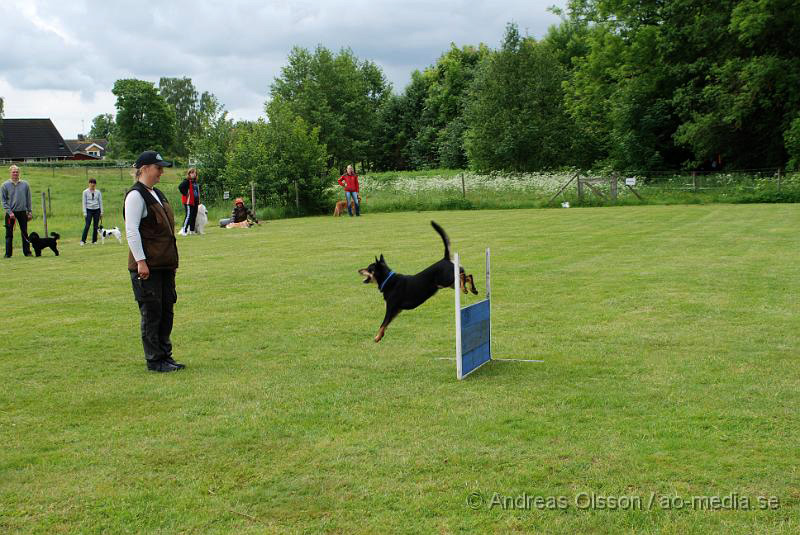 DSC_0099.JPG - 2010-06-20 Hundens dag på Axtorps Hundskola - Working Kelpie