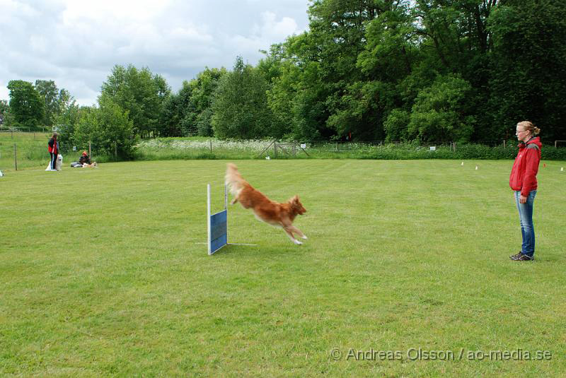 DSC_0100.JPG - 2010-06-20 Hundens dag på Axtorps Hundskola - Nova Scotia Duck Tolling Retriever