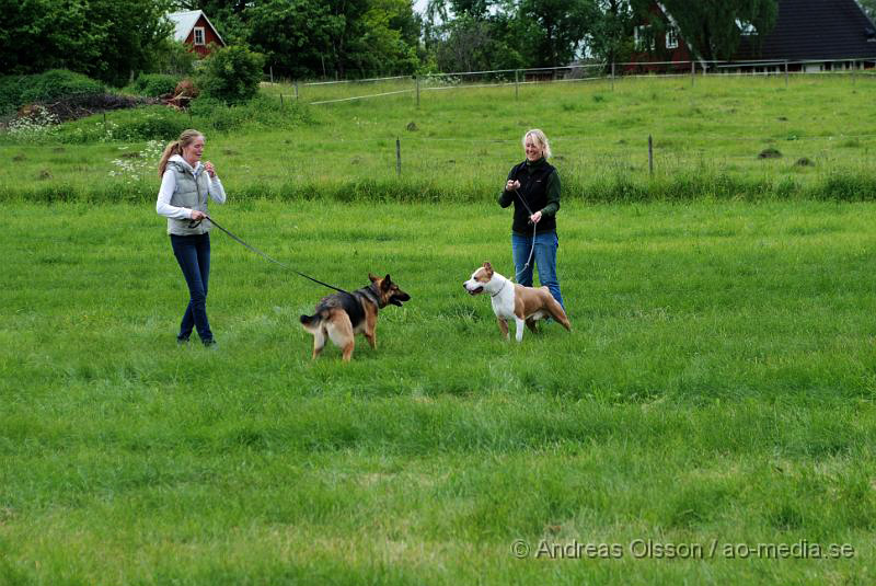 DSC_0115.JPG - 2010-06-20 Hundens dag på Axtorps Hundskola - Rasuppvisning - Lek i gräset