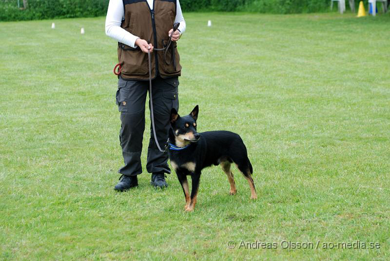 DSC_0125.JPG - 2010-06-20 Hundens dag på Axtorps Hundskola - Rasuppvisning - Working Kelpie