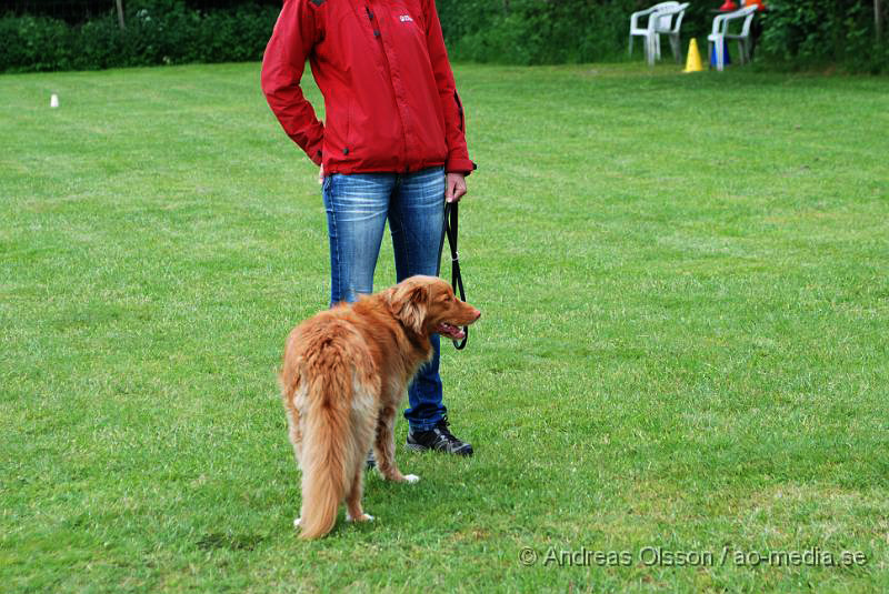 DSC_0130.JPG - 2010-06-20 Hundens dag på Axtorps Hundskola - Rasuppvisning - Nova Scotia Duck Tolling Retriever