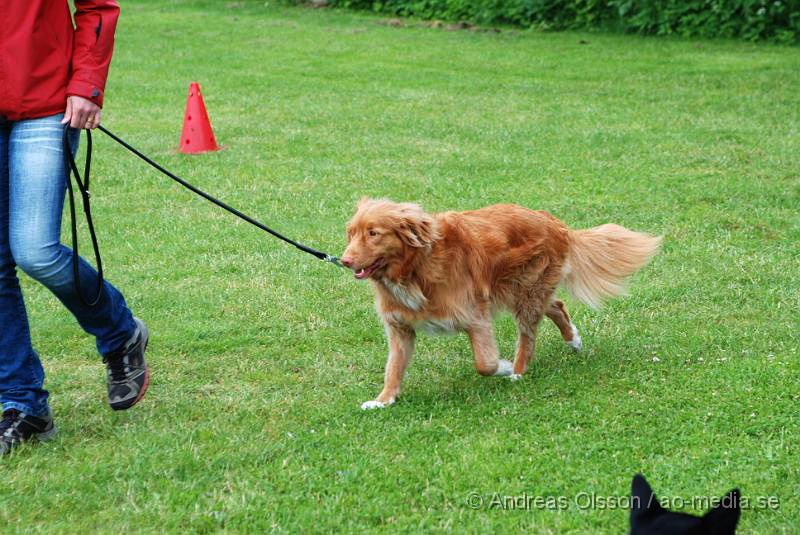 DSC_0132.JPG - 2010-06-20 Hundens dag på Axtorps Hundskola - Rasuppvisning - Nova Scotia Duck Tolling Retriever