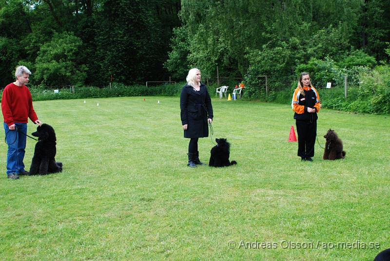 DSC_0138.JPG - 2010-06-20 Hundens dag på Axtorps Hundskola - Rasuppvisning - Kungs Pudel och Mellan Pudel