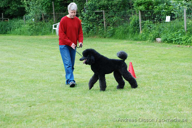 DSC_0141.JPG - 2010-06-20 Hundens dag på Axtorps Hundskola - Rasuppvisning - Kungs Pudel