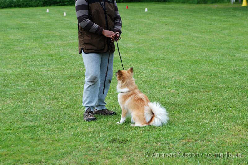 DSC_0145.JPG - 2010-06-20 Hundens dag på Axtorps Hundskola - Rasuppvisning - isländsk fårhund