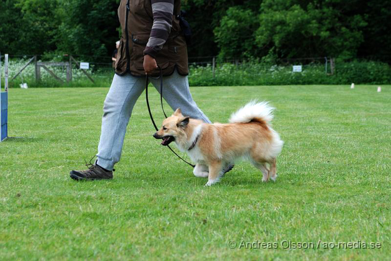 DSC_0146.JPG - 2010-06-20 Hundens dag på Axtorps Hundskola - Rasuppvisning - isländsk fårhund