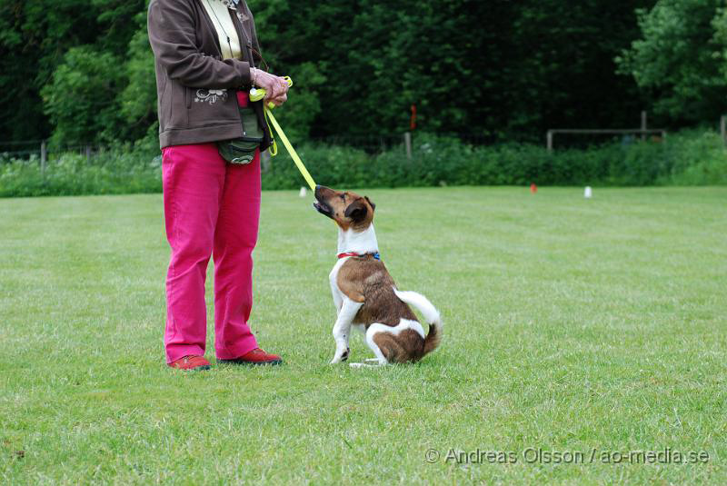 DSC_0147.JPG - 2010-06-20 Hundens dag på Axtorps Hundskola - Rasuppvisning - Foxterrier