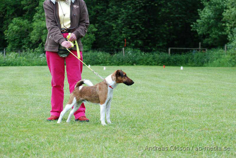 DSC_0150.JPG - 2010-06-20 Hundens dag på Axtorps Hundskola - Rasuppvisning - Foxterrier