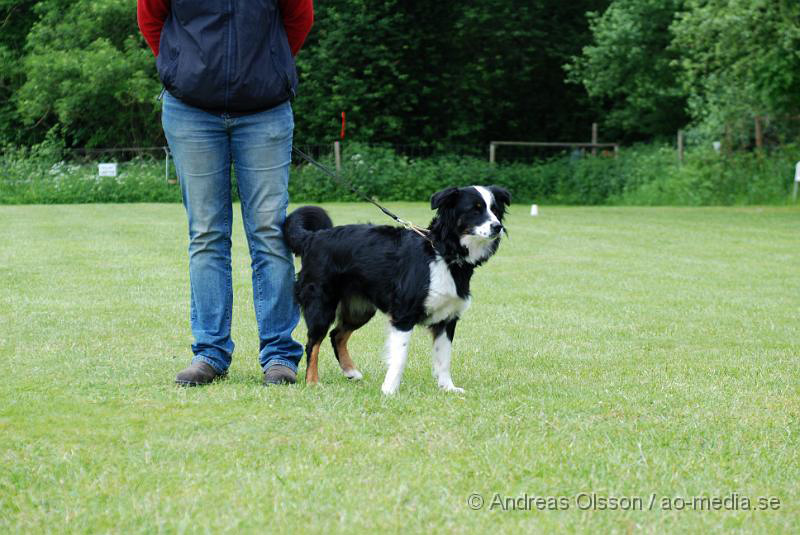 DSC_0151.JPG - 2010-06-20 Hundens dag på Axtorps Hundskola - Rasuppvisning -  australian shepherd