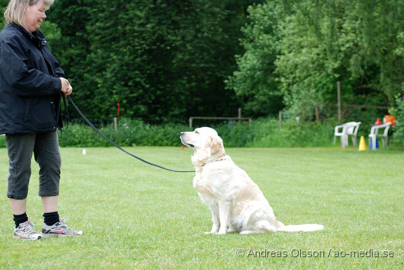 DSC_0156.JPG - 2010-06-20 Hundens dag på Axtorps Hundskola - Rasuppvisning - Golden Retriever