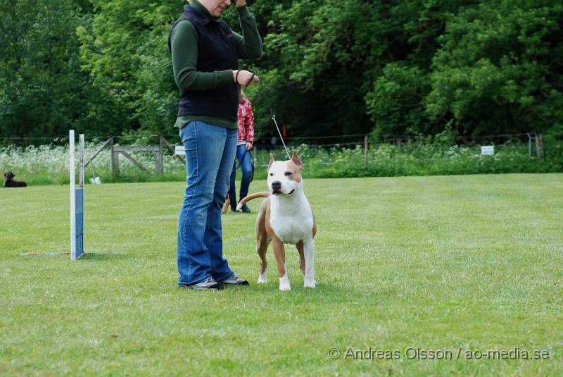 DSC_0169.JPG - 2010-06-20 Hundens dag på Axtorps Hundskola - Rasuppvisning - Amerikansk Staffordshire