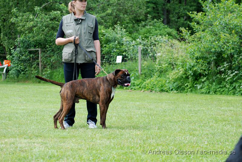 DSC_0172.JPG - 2010-06-20 Hundens dag på Axtorps Hundskola - Rasuppvisning - Boxer