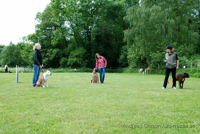 DSC_0177.JPG - 2010-06-20 Hundens dag på Axtorps Hundskola - Rasuppvisning - Amerikansk Staffordshire, boxer och bullmastiff