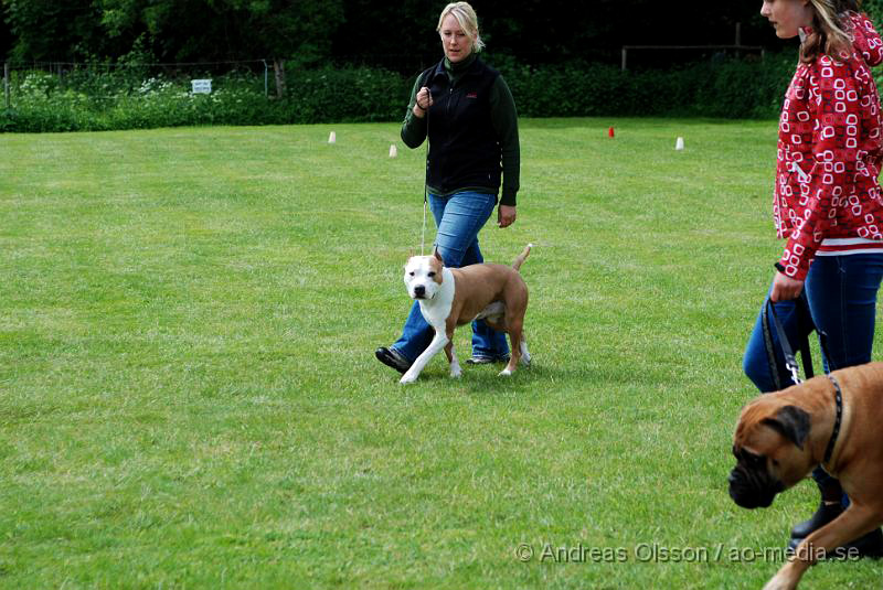 DSC_0181.JPG - 2010-06-20 Hundens dag på Axtorps Hundskola - Rasuppvisning - Amerikansk Staffordshire och boxer