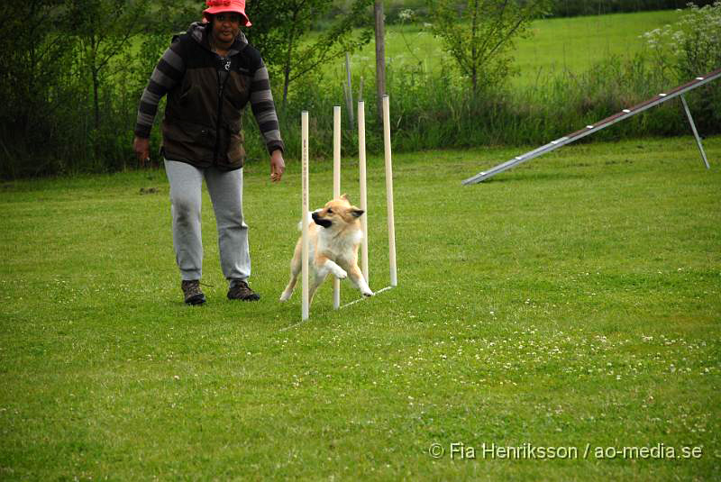 DSC_042.JPG - 2010-06-20 Hundens dag på Axtorps Hundskola - Agility - Isländsk fårhund