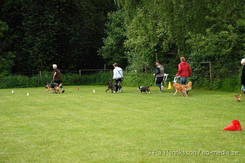 DSC_5.JPG - 2010-06-20 Hundens dag på Axtorps Hundskola - Lydnad