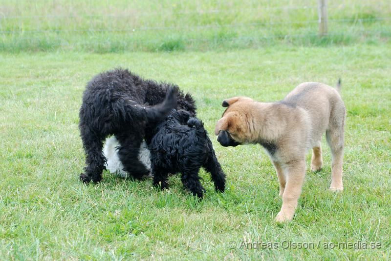 DSC_0098.JPG - Intensiv kurs, valp på Axtorps Hundskola!