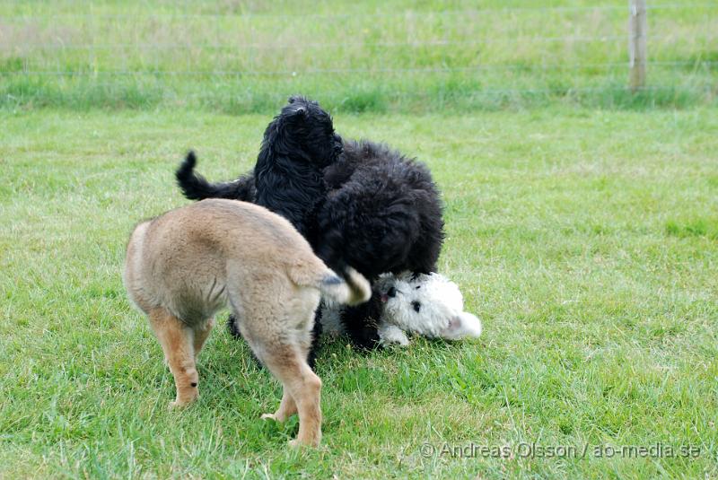 DSC_0099.JPG - Intensiv kurs, valp på Axtorps Hundskola!