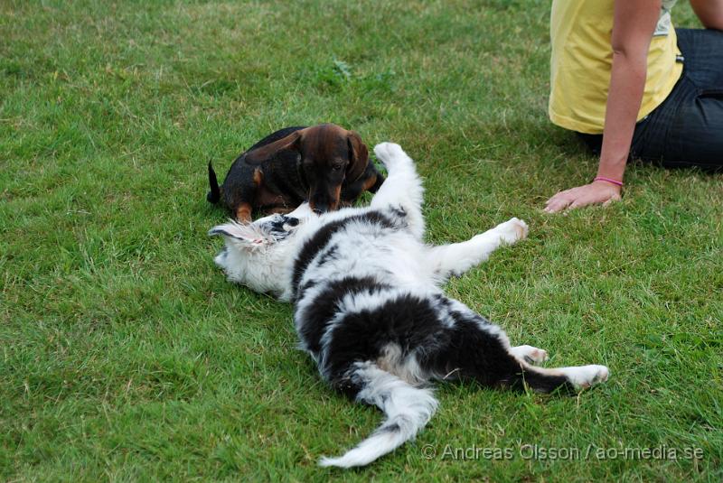 DSC_0105.JPG - Intensiv kurs, valp på Axtorps Hundskola!