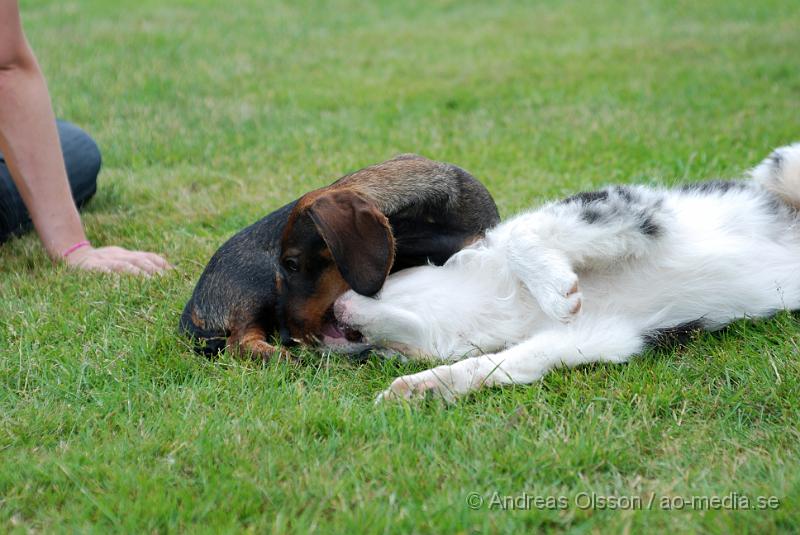 DSC_0108.JPG - Intensiv kurs, valp på Axtorps Hundskola!