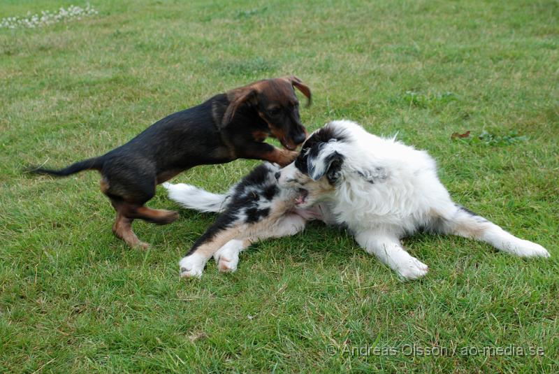 DSC_0114.JPG - Intensiv kurs, valp på Axtorps Hundskola!