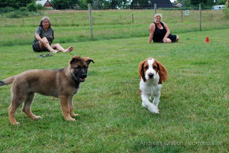 DSC_0119.JPG - Intensiv kurs, valp på Axtorps Hundskola!