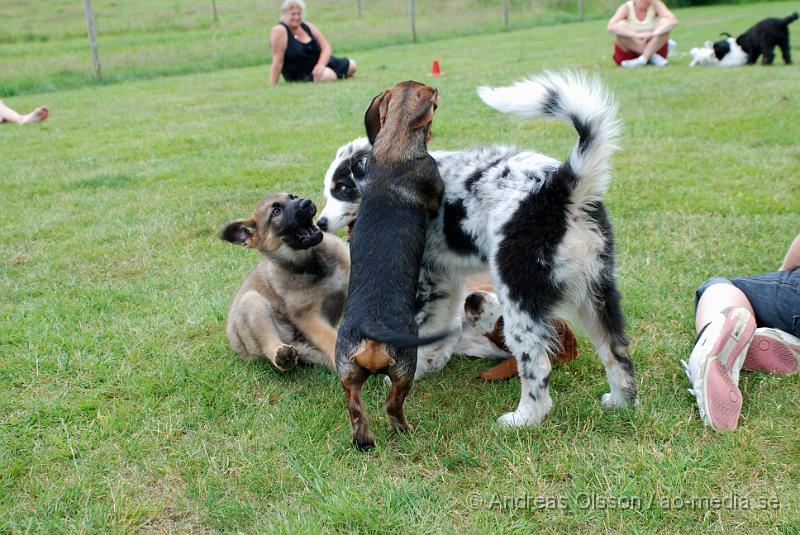 DSC_0122.JPG - Intensiv kurs, valp på Axtorps Hundskola!