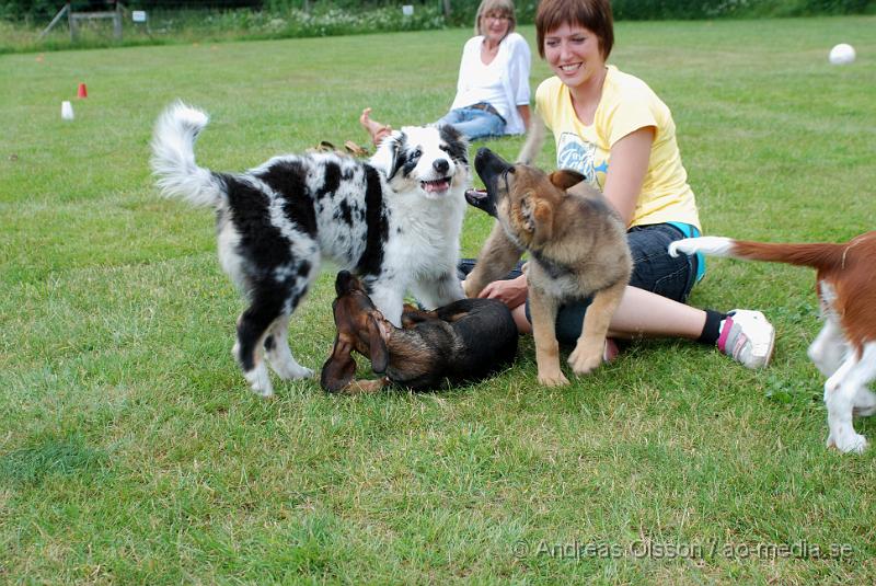 DSC_0125.JPG - Intensiv kurs, valp på Axtorps Hundskola!