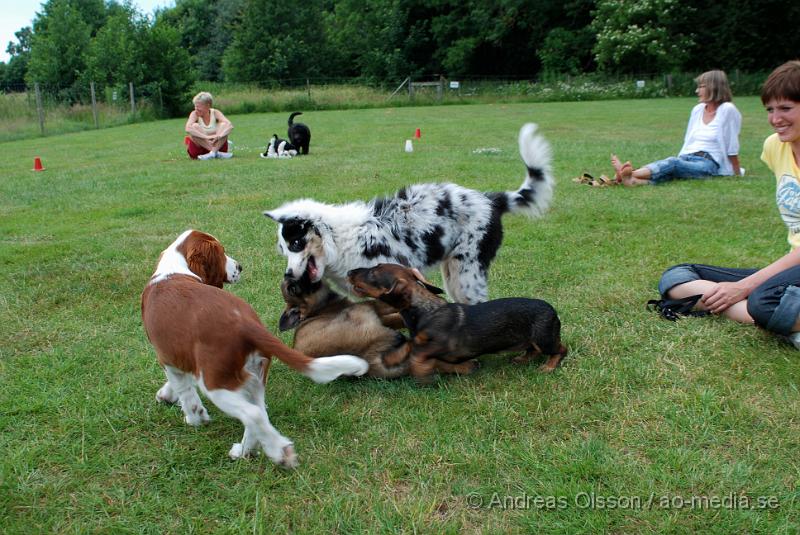 DSC_0128.JPG - Intensiv kurs, valp på Axtorps Hundskola!