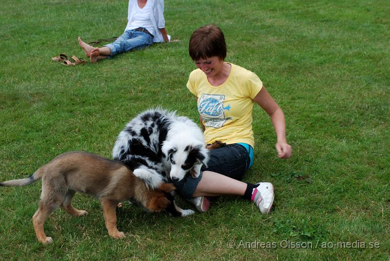 DSC_0130.JPG - Intensiv kurs, valp på Axtorps Hundskola!