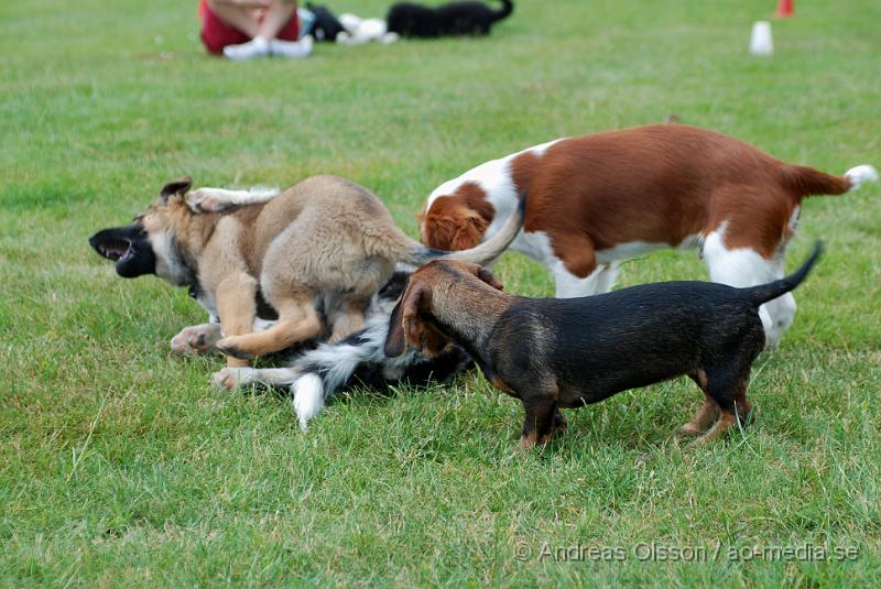 DSC_0133.JPG - Intensiv kurs, valp på Axtorps Hundskola!