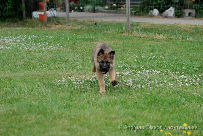 DSC_0139.JPG - Intensiv kurs, valp på Axtorps Hundskola!