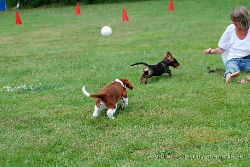 DSC_0144.JPG - Intensiv kurs, valp på Axtorps Hundskola!