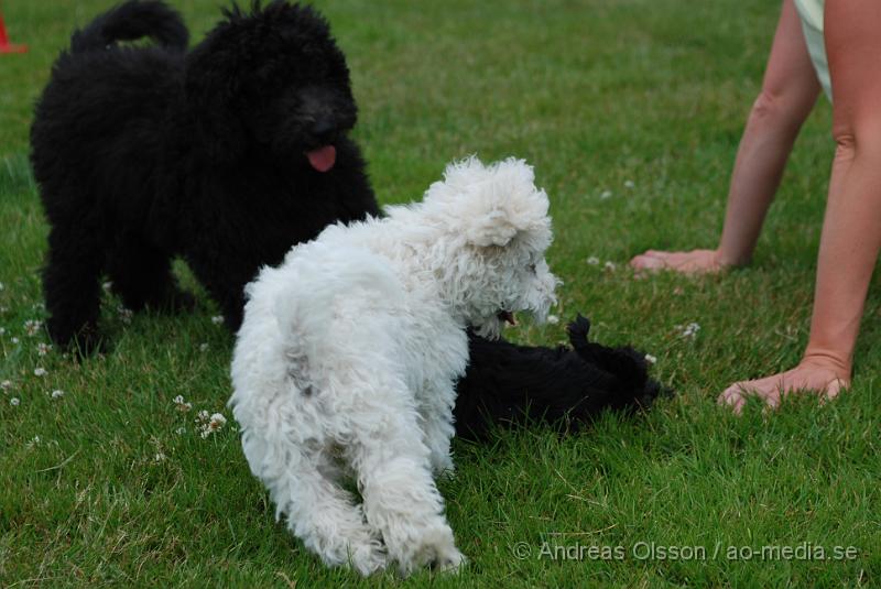 DSC_0148.JPG - Intensiv kurs, valp på Axtorps Hundskola!