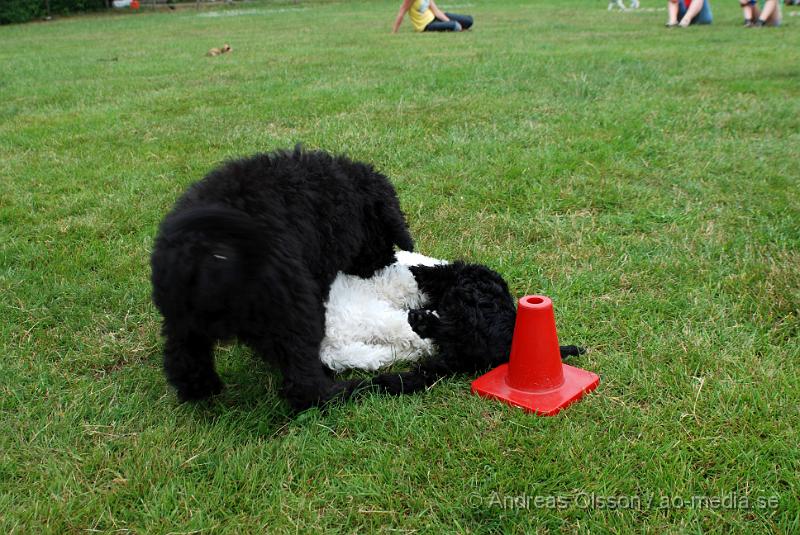 DSC_0170.JPG - Intensiv kurs, valp på Axtorps Hundskola!