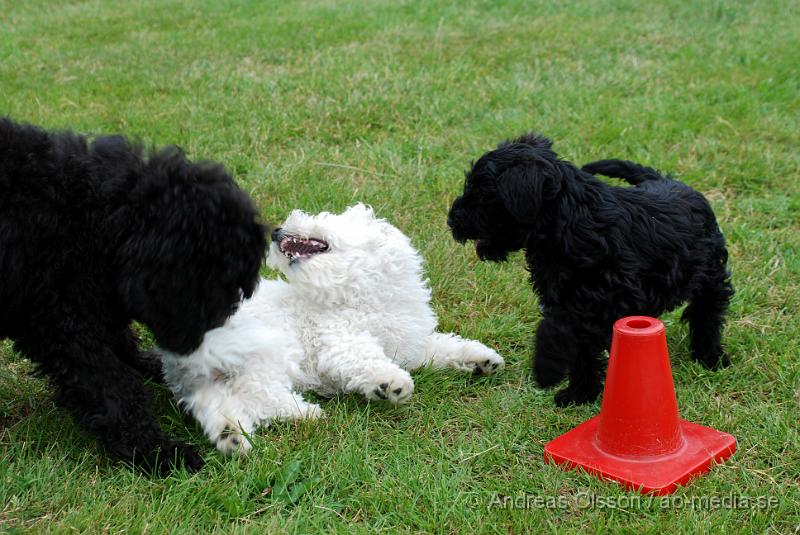 DSC_0172.JPG - Intensiv kurs, valp på Axtorps Hundskola!